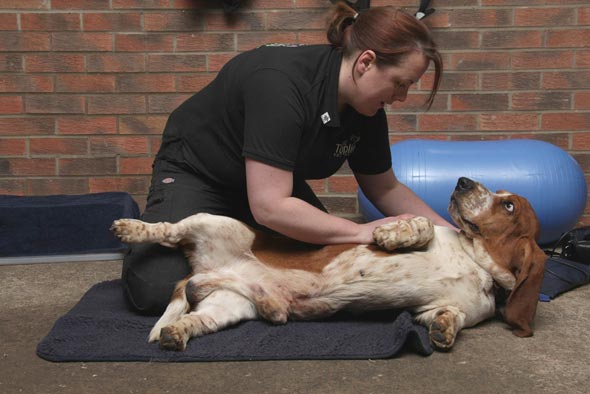 Topline Vet Physio | Horse and dog physio covering Lincolnshire, Yorkshire,  Nottinghamshire